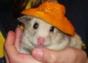 hamster034_v.jpg