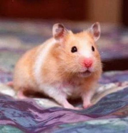 hamster1.jpg