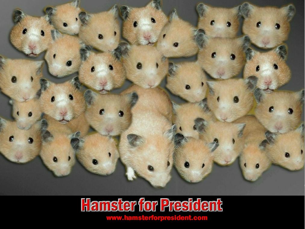 hfpwallppr.jpg