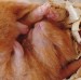 hamster2_jpg.jpg